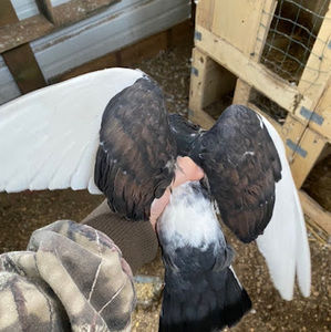 Meet your Posher, Dylan